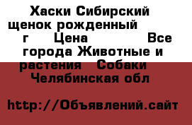 Хаски Сибирский (щенок рожденный 20.03.2017г.) › Цена ­ 25 000 - Все города Животные и растения » Собаки   . Челябинская обл.